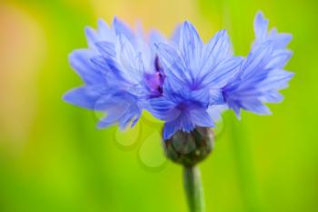 Cornflower. Centaurea cyanus. Blue flower closeup photo with soft selective focus