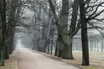 Bare trees grow in a rows along park road in foggy autumn morning
