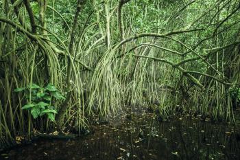 Wild tropical forest landscape, mangrove trees growing in the water. Green tonal correction photo filter effect