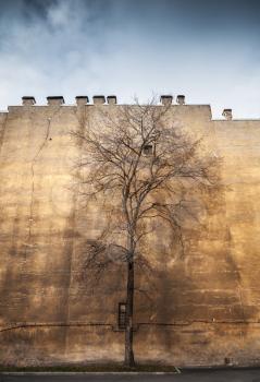 Old leafless tree on old yellow wall background, city life metaphor