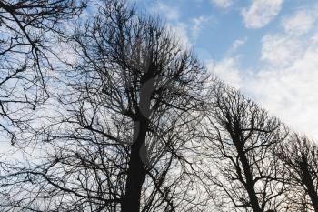 Bare trees in a row under blue cloudy sky