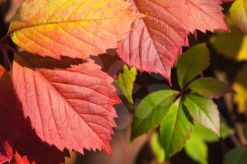 Bright colorful ornamental grape autumn leaves, macro photo with selective focus