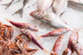 Red mullets and other fish lay on ice in seafood shop in Milan, Italy
