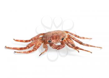 Red European Shore crab on white background with soft shadow