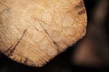 Old felled log section, close up photo with selective focus