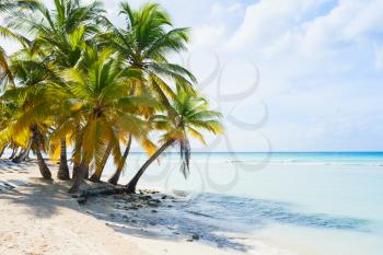 Coconut palm trees grow on white sandy beach. Caribbean Sea coast, Dominican republic, Saona island
