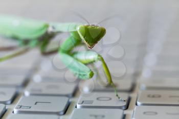 Green mantis, insect pressing key on a laptop keyboard, mantis as a computer bug or hacker metaphor