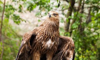 Golden eagle Aquila chrysaetos sitting in wild forest. It is one of the best-known birds of prey