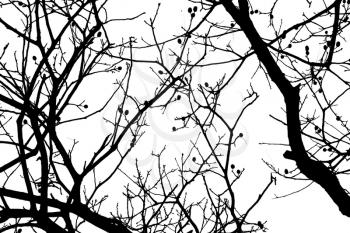 Alder tree branches, close-up black silhouette natural photo