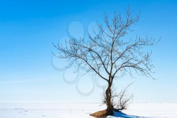 Bare tree silhouette over blue sky in sunny winter day, natural photo