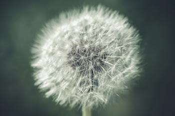 Dandelion flower with fluff, macro photo with green tonal filter effect