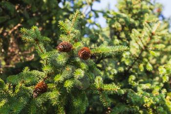 Spruce branches with cones, close-up photo