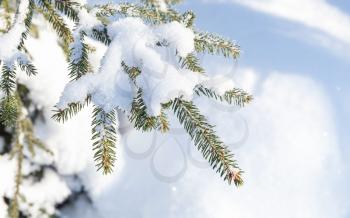 Spruce tree branch covered with snow, winter forest in sunny day, natural photo