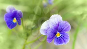 Viola tricolor. Pansy flowers closeup photo with shallow depth of field