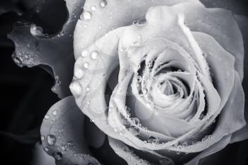 Wet white rose flower monochrome close-up photo with shallow depth of field