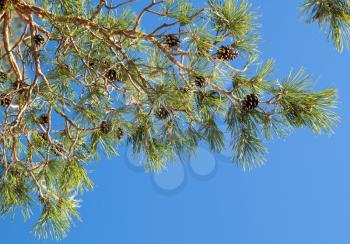 Pine tree branch above blue clear sky background