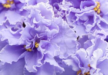 Beautiful Purple Decorative Terry Violet Flowers Macro