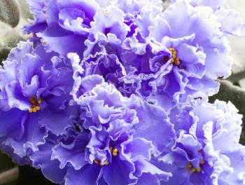 Purple Decorative Terry Violet Flowers Close-up Background