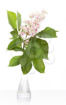 Chestnut flower with leaves in glass vase worth above white background