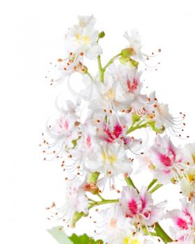 Chestnut flower vertical macro photo isolated on white
