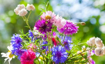 Colorful summer wild flowers bouquet in the sunshine