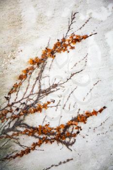 Dry decorative plant  grows on the grunge concrete wall