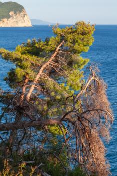Pine trees grow on the coast of Adriatic Sea, Montenegro