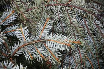 Spruce branches, natural close-up photo background