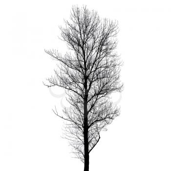 Leafless poplar tree silhouette isolated on white background. Stylized photo