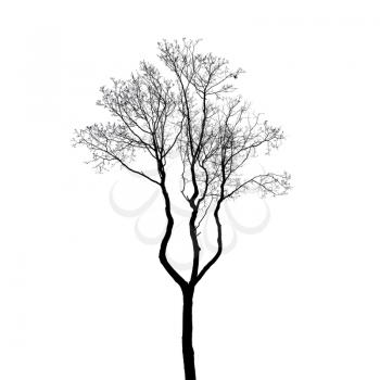 Leafless tree silhouette isolated on white. Stylized photo