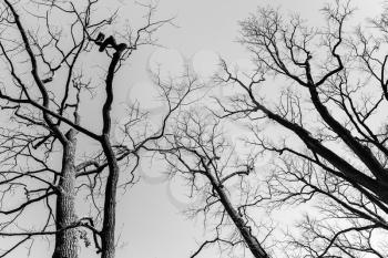 Leafless bare trees over sky background. Black and white natural background photo