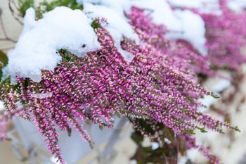 Purple heather flowers covered with snow and frost, macro photo with shallow DOF