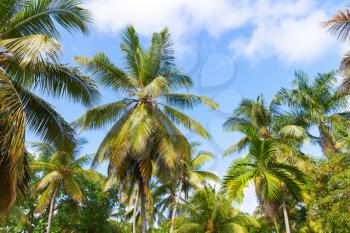 Forest of coconut palm trees over cloudy blue sky background