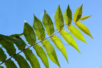 Green odd pinnate leaf of a tropical plant on a blue sky background