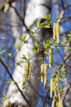Bright spring background with branches of a blooming birch tree and fresh new leaves