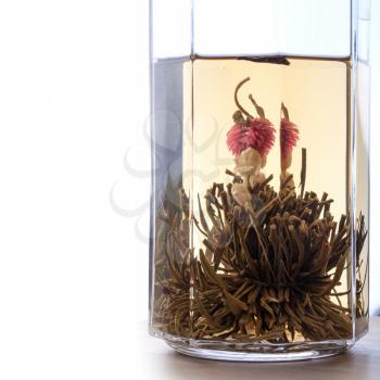Green Chinese flower tea is brewed in the glass above white background