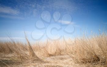Uncommon fantastic landscape with deep blue sky and coastal dry reed