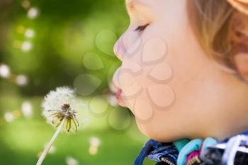 Caucasian blond baby girl blows on a dandelion flower in a park, selective focus on lips