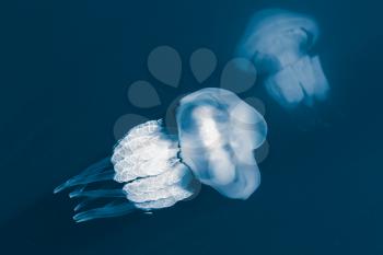 Rhizostoma. Dangerous jellyfishes live in Black sea, have long tentacles with stinging cells which can leave burns on the human skin. Blue toned photo with selective focus