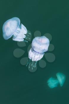Rhizostoma. Dangerous jellyfishes of the Black sea, have long tentacles with stinging cells which can leave burns on the human skin. Selective focus