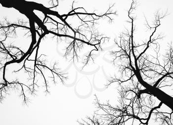 Old leafless bare trees isolated on white sky background. Natural background silhouette photo