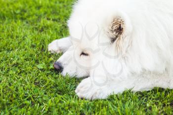 White fluffy Samoyed dog lays on a green grass, close-up
