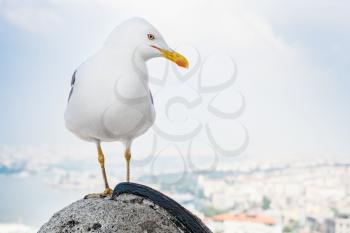 White big seagull sitting on fence of Galata Tower with blurred cityscape of Istanbul, Turkey on a background
