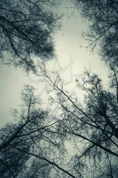 Leafless bare trees over cloudy sky background. Stylized blue toned vertical background photo