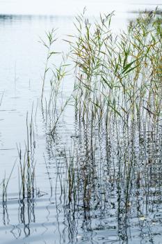 Natural background, vertical photo with coastal reed and still lake water. Selective focus