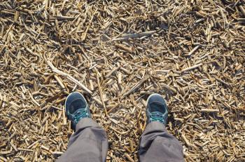 Male feet in blue sport shoes standing on dry coastal cane stalks ground