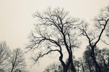 Leafless bare trees over gray sky. Monochrome background photo with vintage tonal correction filter