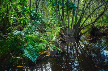 Wild tropical forest landscape with green plants growing in water. Dominican republic nature