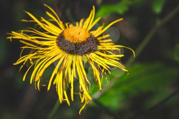 Inula flowering plants in the family Asteraceae, yellow decorative flower, macro photo with selective focus