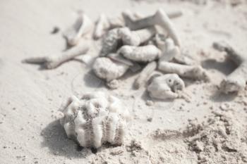 White coral fragments lay on sandy beach, Saona island, Dominican Republic